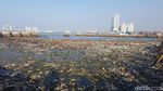 Foto Hari ke-2 Hasil Pembersihan Sampah di Teluk Jakarta