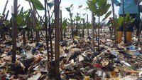 Bibit-bibit mangrove juga ditanam di tumpukan sampah itu (Foto: Zunita Amalia Putri/detikcom)