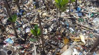 Komunitas mangrove mereka sudah sangat berpengalaman ternyata sampah itu tidak selamanya harus dibuang, sampah itu sebagian harus dibuang terutama sampah-sampah plastik tapi sebagian yang sudah teruarai yang bukan sampah plastik, nah itu justru sangat berguna menjadi media komunitas untuk menanam manggrove, kata Wali Kota Jakarta Utara Husein Murad (Foto: Zunita Amalia Putri/detikcom)