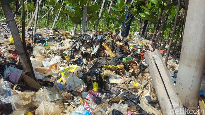 Bibit mangrove ditanam di atas tumpukan sampah di kawasan hutan mangrove Ecomarine, Jakarta Utara