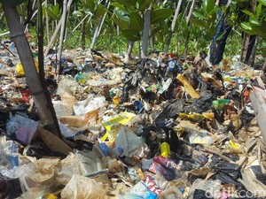 DLH DKI Lanjut Bersihkan Sampah di Pantai Mangrove Muara Angke Hari Ini