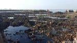 Before After Lautan Sampah Teluk Jakarta yang Sedang Dibersihkan