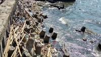 Namun, tutmpukan sampah memang tidak sebanyak di kawasan hutan mangrove Ecomarine (Foto: Yulida Medistiara/detikcom)