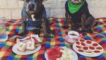Lucunya! Aksi The Blueboys, Dua Anjing  yang Suka Ngemil Kue dan Popcorn