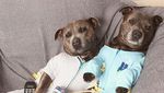 Lucunya! Aksi The Blueboys, Dua Anjing  yang Suka Ngemil Kue dan Popcorn