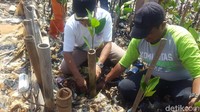 Wali Kota Jakarta Utara Husein Murad dan Kepala Dinas Lingkungan Hidup Kepulauan Seribu Yusen Herdiman tampak ikut menanam bibit mangrove (Foto: Zunita Amalia Putri/detikcom)