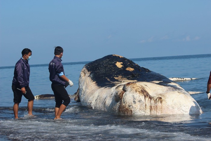 Paus Sperma Terdampar di Bali Diduga Mati Kelaparan