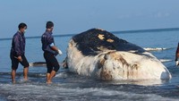 Warga sempat berkerumun di lokasi melihat keberadaan paus sperma yang mati terdampar ini. (dok Pid Kec Sawan)