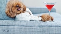 Rayakan ulang tahunnya yang ke-4, Cookie asyik bersantai di atas sofa dengan segelas sirup strawberry. Imut ya! Foto: Instagram @ps.ny