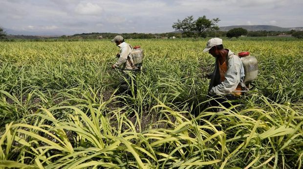FILE PHOTO: Workers spray fertilizer in a sugar cane field in Zacatepec de Hidalgo, in Morelos state, Mexico, May 31, 2017.   REUTERS/Edgard Garrido/File Photo                      GLOBAL BUSINESS WEEK AHEAD