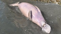 Ikan duyung ditemukan mati terdampar di pantai di Sulawesi Tenggara. Ikan berukuran panjang 2,1 meter dengan lingkar badan mencapai 1,5 meter itu lalu dikuburkan di pantai Tipo. Dinas Kelautan dan Perikanan setempat masih meneliti penyebab semakin seringnya ikan yang dilindungi tersebut terdampar di pantai. (Foto: ANTARA FOTO/Mohamad Hamzah/ama/18.)
