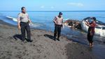 Foto: Ini Paus Sperma 15 Meter yang Mati Terdampar di Buleleng Bali