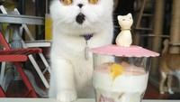 Masih berkonsep kucing, di The Cat Cabin juga bisa makan dan minum sambil ditemani kucing-kucing lucu. Si pencinta kucing pasti ogah beranjak dari kafe ini. Foto: Istimewa