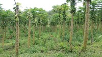 Selain menggarap lahan miliknya seluas 20 hektare, Muslahuddin bertugas membina sekitar 4 ribu petani di seluruh Aceh. Dia turun ke petani-petani untuk membimbing mereka dari cara menanam hingga panen. Proses bimbingan ini dia lakukan secara sukarela. 