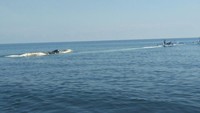 PBBD Buleleng juga menginformasikan hal sama. Paus yang punya nama lain Paus Kepala Kotak (Physeter macrocephalus) ini sudah ditarik lagi ke laut menggunakan perahu nelayan.  (istimewa)