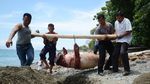 Foto: 2 Kali Duyung Mati Terdampar di Sulteng