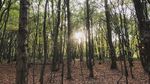 Kisah Horor Hutan yang Menjerit