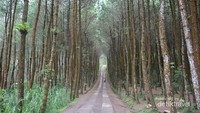 Kalau di Magelang, salah satu yang fotogenik adalah Hutan Pinus Kragilan (Idris Hasibuan/dTraveler)