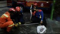 Proses evakuasi ular sanca / 