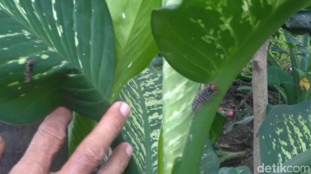 Ulat Bulu Masih Eksis usai Disemprot, Pemkot Siap Beraksi Lagi