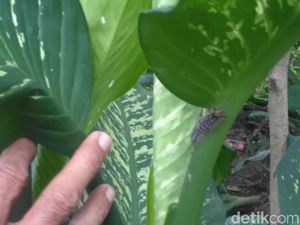 Sudah 3 Kg Ulat Bulu yang Teror Warga Surabaya Dilumpuhkan