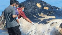 Seekor paus sperma ditemukan mati terdampar di Pantai Desa Bungkulan Kecamatan Sawan, Kabupaten Buleleng, Bali (istimewa)