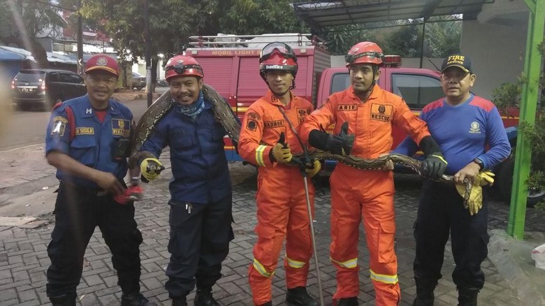 Ular-ular Bermunculan di DKI, Dinas LHK: Dampak Naturalisasi Sungai Ular-ular Bermunculan di DKI, Dinas LHK: Dampak Naturalisasi Sungai