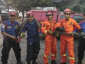 Ular-ular Bermunculan di DKI, Dinas LHK: Dampak Naturalisasi Sungai