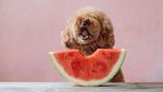 Gemas! Ini Ekspresi Imut Cookie, Poodle yang Suka Pasta dan Buah