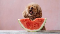 Berawal dari kegemaran Cookie mengonsumsi makanan seperti kale, smoothies, dan buah-buahan, anjing poodle itu kini jadi terkenal di Instagram. Foto: Instagram @ps.ny
