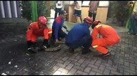 19 Maret 2018. Ular sanca sepanjang 4 meter mengagetkan pegawai Rumah Makan Padang, di Jalan Lebar, Meruya Utara, Kembangan, Jakarta Barat. Ular sanca itu meliuk di antara susunan piring di etalase.  (Foto: Dok.Suku Dinas Penanggulangan Kebakaran dan Penyelamatan Jakarta Barat)