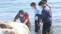 Para peneliti dari Undiksha Singaraja membawa sampel bangkai paus ini untuk diperiksa. Penyebab kematian paus ini akan dicari tahu. (istimewa)