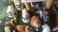 Di Cutie Cats Cafe ada belasan kucing yang siap diajak main. Jenisnya juga beragam mulai kucing domestik, persia, himalayan, hingga bengals.  Foto: Istimewa