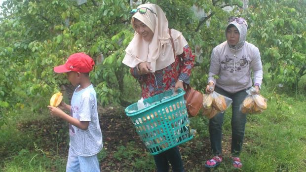Kisah Iman, Petani yang Sukses Budidaya Belimbing Madu di Sidoarjo