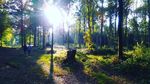 Kisah Horor Hutan yang Menjerit