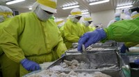 PT. Panca Mitra Multi Perdana merupakan salah satu exportir udang beku terbesar dari Indonesia yang memiliki pabrik seluas 16 Hektar di Situbondo. Pool/Panca Mitra.