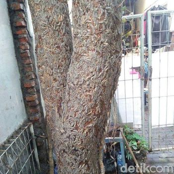 3 Kg Ulat Bulu Dikumpulkan dan Ditimbun Warga usai Penyemprotan