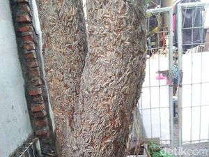 Rupa Ulat Bulu yang Teror Warga Surabaya, dari Pohon Masuk Kamar