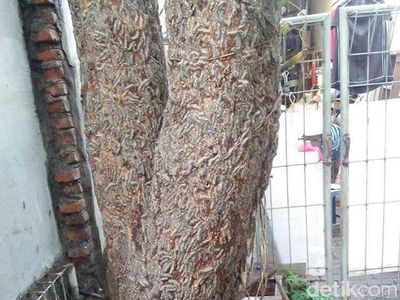 Rupa Ulat Bulu yang Teror Warga Surabaya, dari Pohon Masuk Kamar