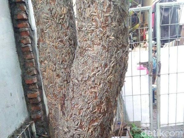 Rupa Ulat Bulu yang Teror Warga Surabaya, dari Pohon Masuk Kamar