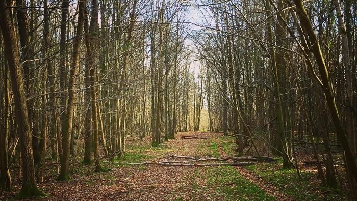 Imbas Corona, Pasangan Asal Inggris Terpaksa Tinggal di Hutan