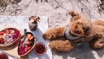 Gemas! Ini Ekspresi Imut Cookie, Poodle yang Suka Pasta dan Buah