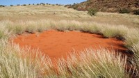 Di sisi dalamnya, tidak ditumbuhi rumput atau tanaman apapun. Fenomena ini tak hanya ada di Namibia, tapi juga Angola, Afrika Selatan bahkan Australia (Stephan Getzin/BBC)