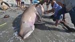 Foto: 2 Kali Duyung Mati Terdampar di Sulteng