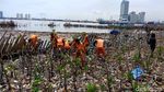 Before After Sepekan Usai Teluk Jakarta Jadi Lautan Sampah
