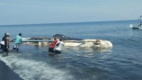 Menurut Iptu Astawa, paus itu akhirnya dibawa ke tengah laut setelah dirembukkan bersama pihak-pihak terkait. Paus ditarik dengan perahu nelayan ke tengah laut agar menjadi makanan ikan. (istimewa)