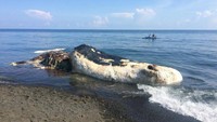 Keberadaan paus yang mati terdampar ini sudah dilaporkan warga pada Minggu (18/3) malam. (istimewa)