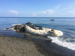 Foto: Ini Paus Sperma 15 Meter yang Mati Terdampar di Buleleng Bali