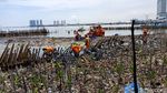 Before After Sepekan Usai Teluk Jakarta Jadi Lautan Sampah