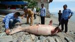 Foto: 2 Kali Duyung Mati Terdampar di Sulteng